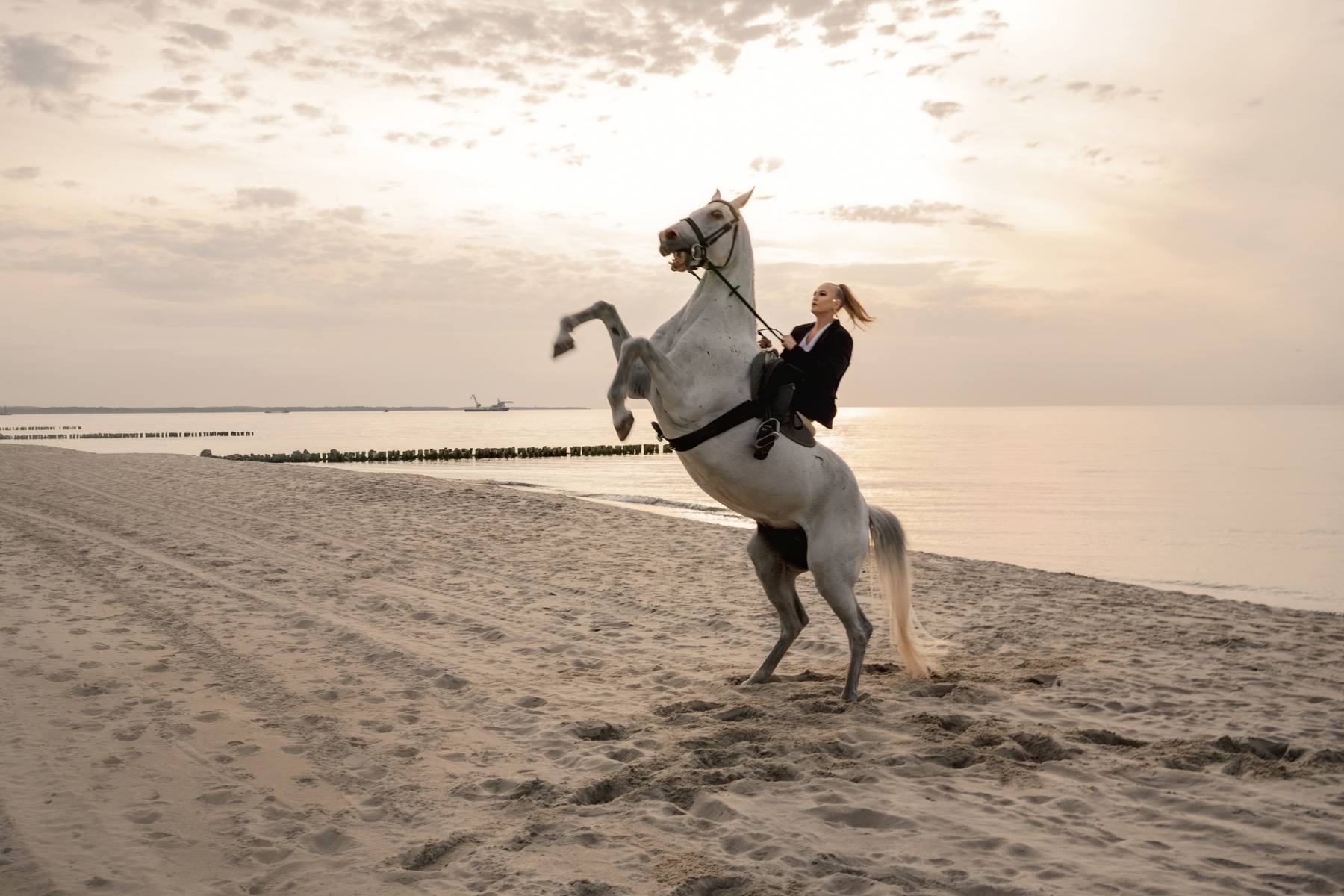 Rider on a white horse rearing up on the beach in soft golden light, a breakwater and water behind